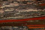 Stromatolite Slice - Pilbara, Australia ( Billion Years) #180011-1